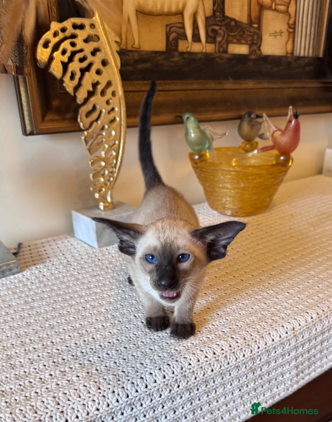 Oriental cats for sale: Beautiful TICA Oriental  and Siamese babies - Advert 1