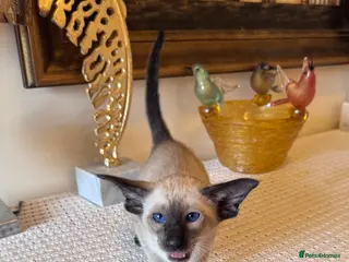 Oriental cats Beautiful TICA Oriental and Siamese babies - Advert 2