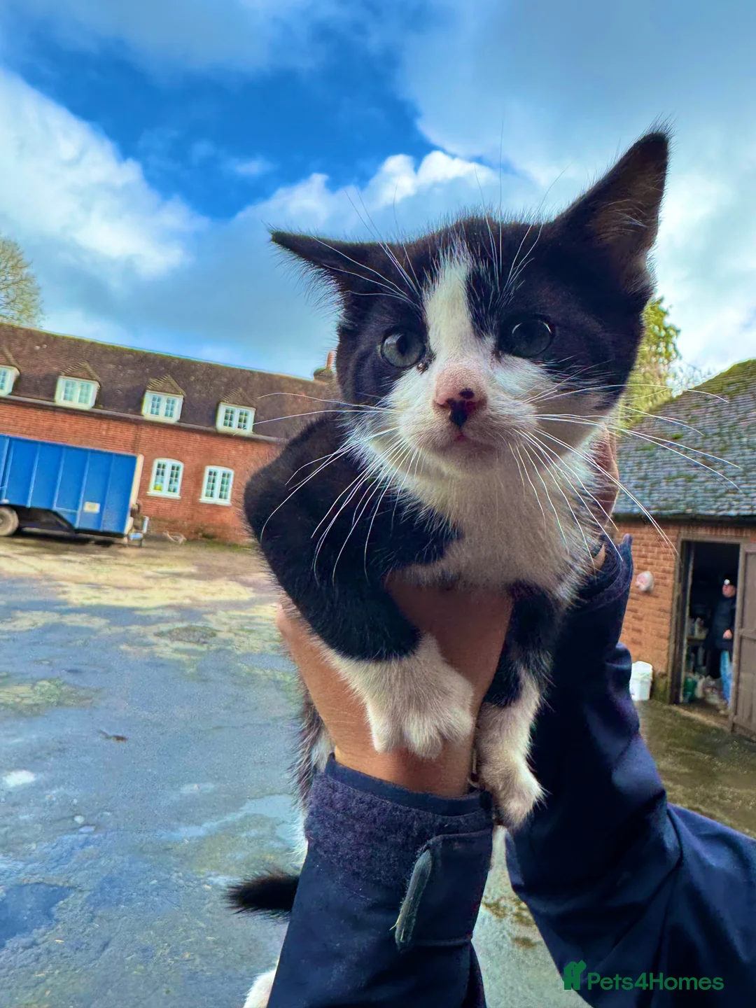 Mixed Breed cats for sale: Kittens for Sale - Advert 3