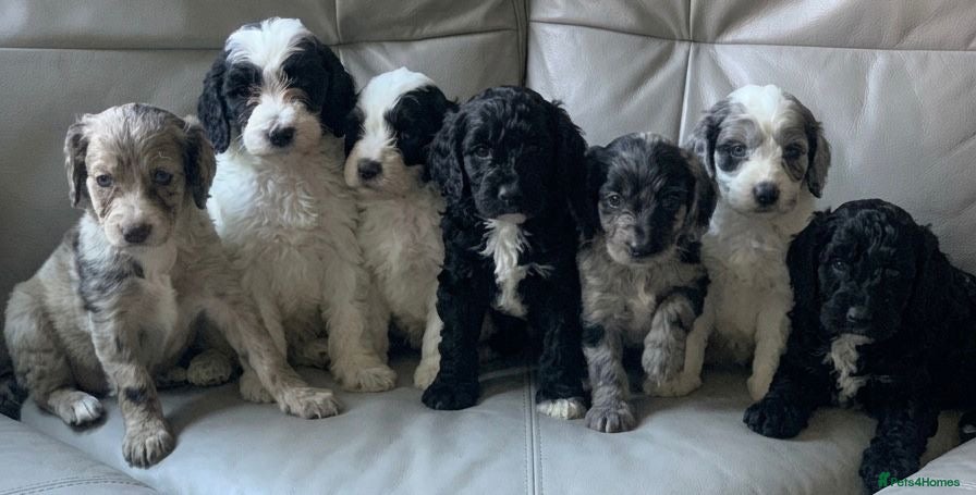 Cockapoo dogs Cockapoo puppies - Advert 1