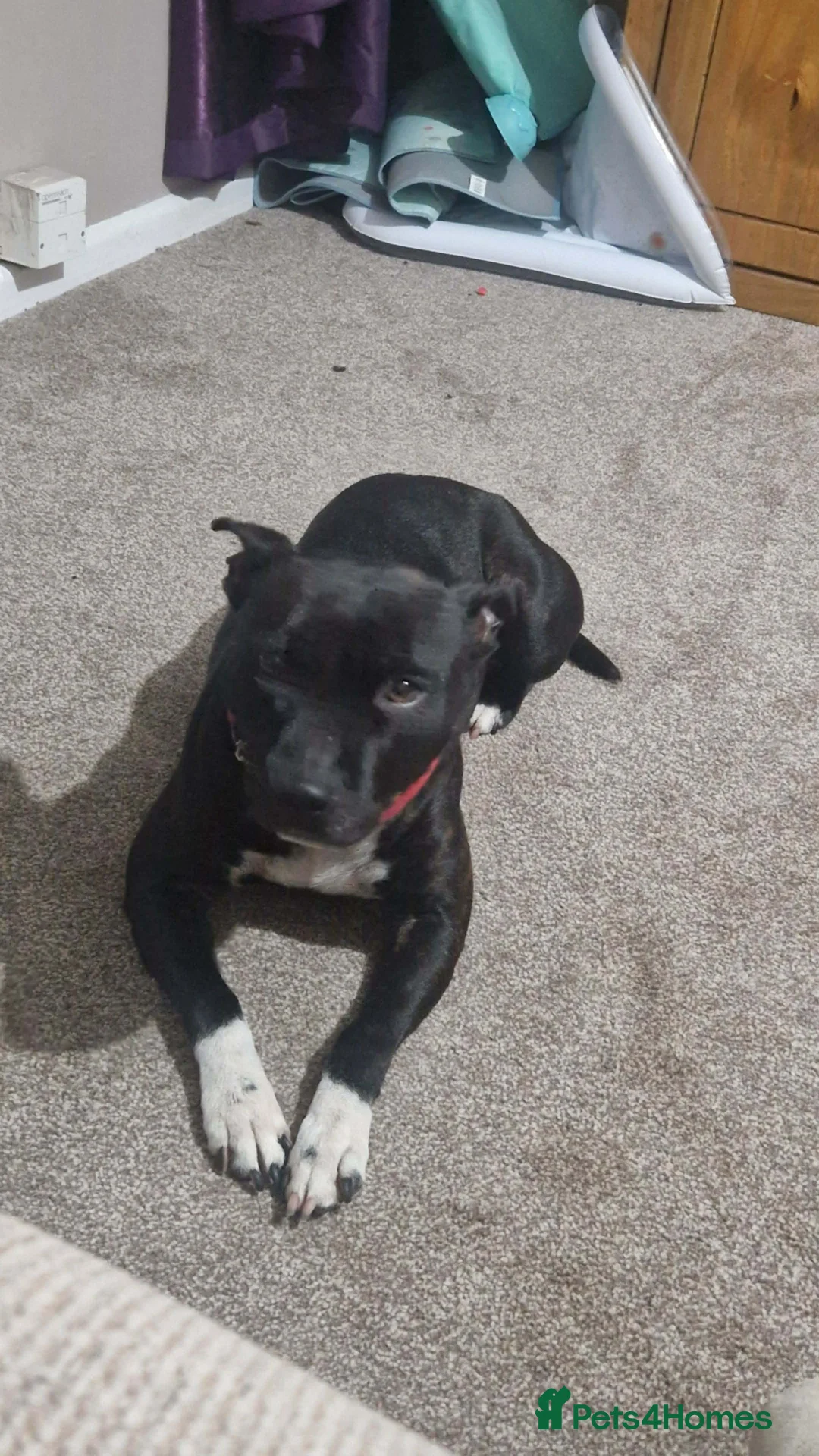 Staffordshire Bull Terrier dogs for sale: Staffy in Rugeley - Advert 3