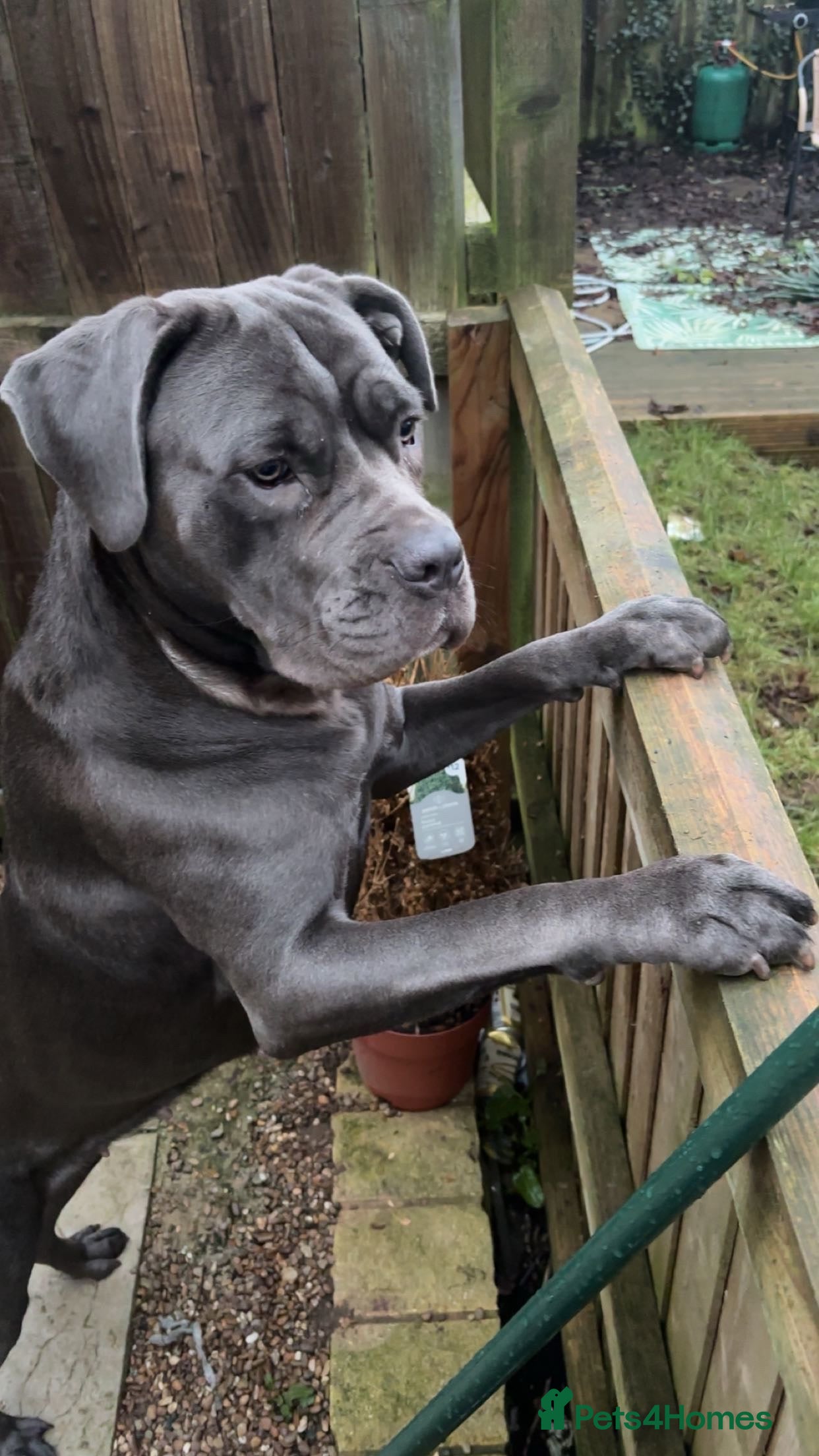 Cane Corso dogs luna beautiful blue cane corso  - Advert 2