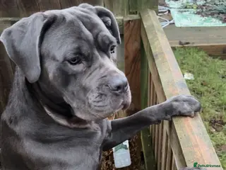 Cane Corso dogs luna beautiful blue cane corso - Advert 2
