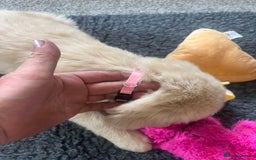 Golden Retriever dogs for sale: Beautiful Golden Retriever puppies - Image 22