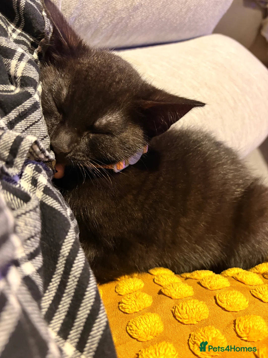 Domestic Shorthair cats for sale: Kimchi - Advert 2