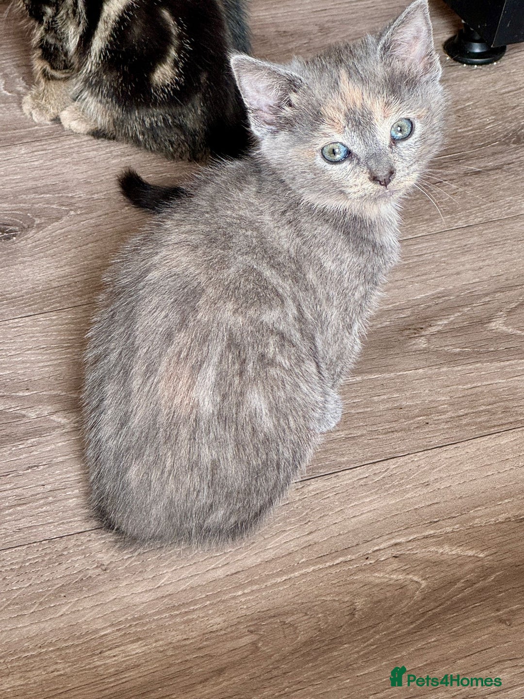 British Shorthair cats for sale: 5 adorable kittens  - Image 7