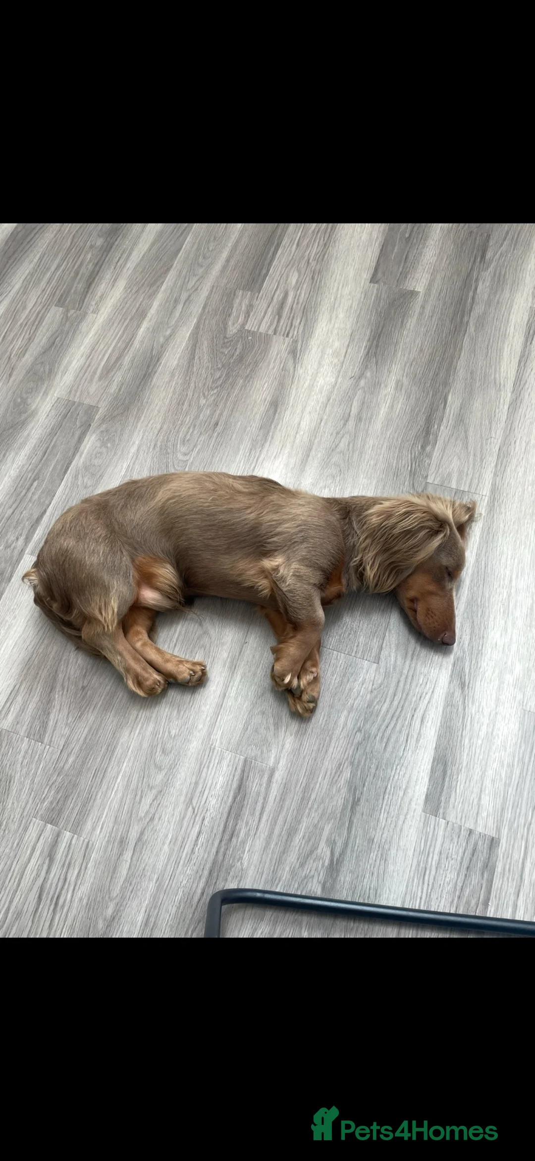 Dachshund dogs for adoption: 3yr old Daschund for sale  - Advert 4
