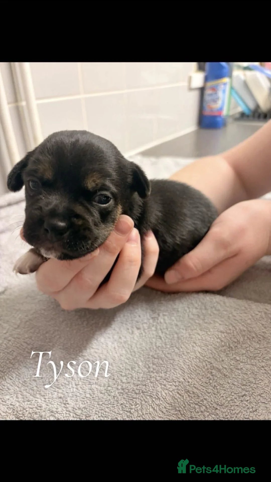Jack Russell dogs for sale: jack russel puppies  - Advert 8