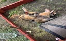 Rex rabbits for sale: rabbits for sale - Image 2