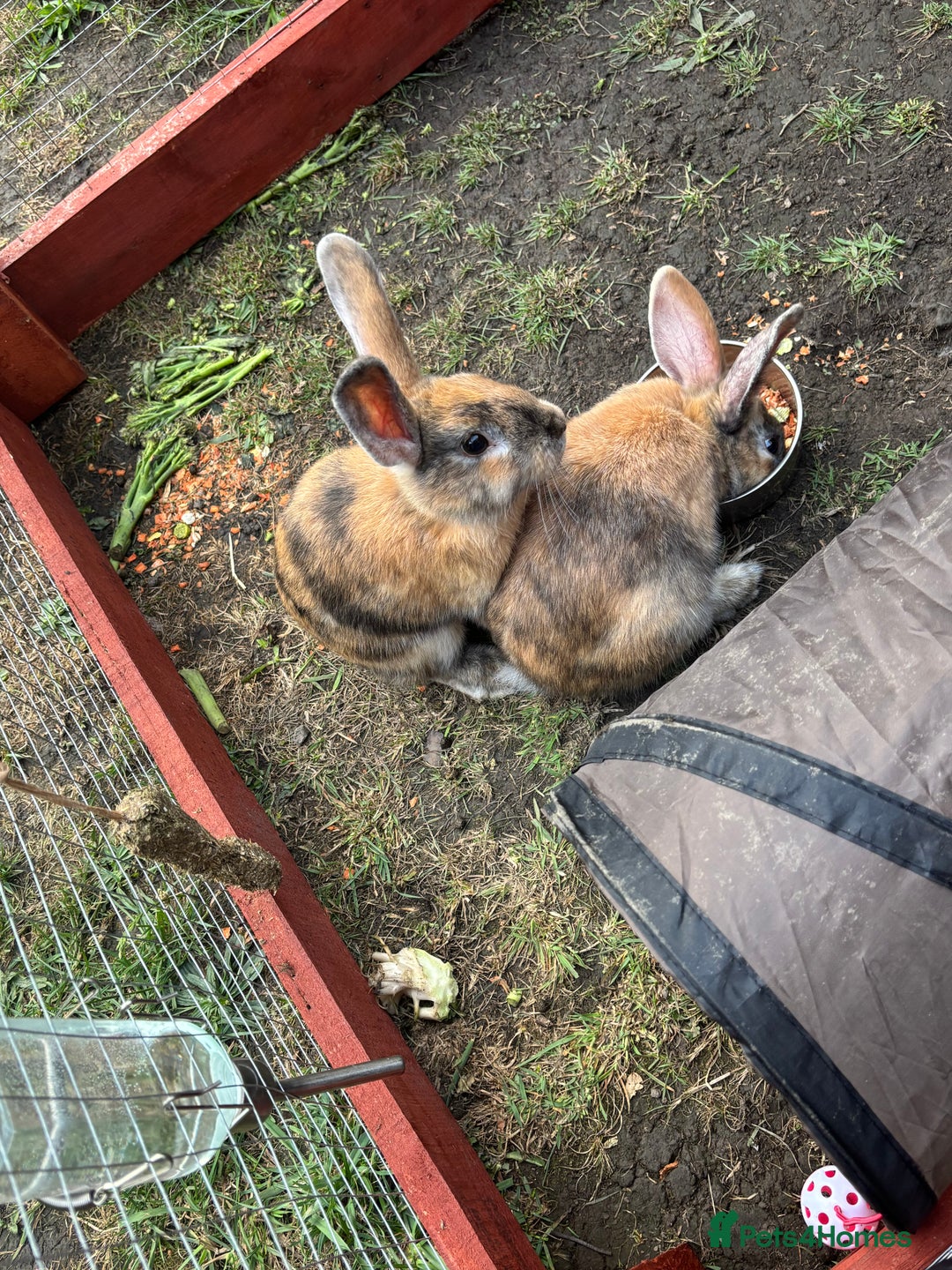Rex rabbits for sale: rabbits for sale - Image 2
