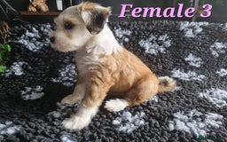 Tibetan Terrier dogs for sale: Tibetan terrier puppies for sale - Image 11