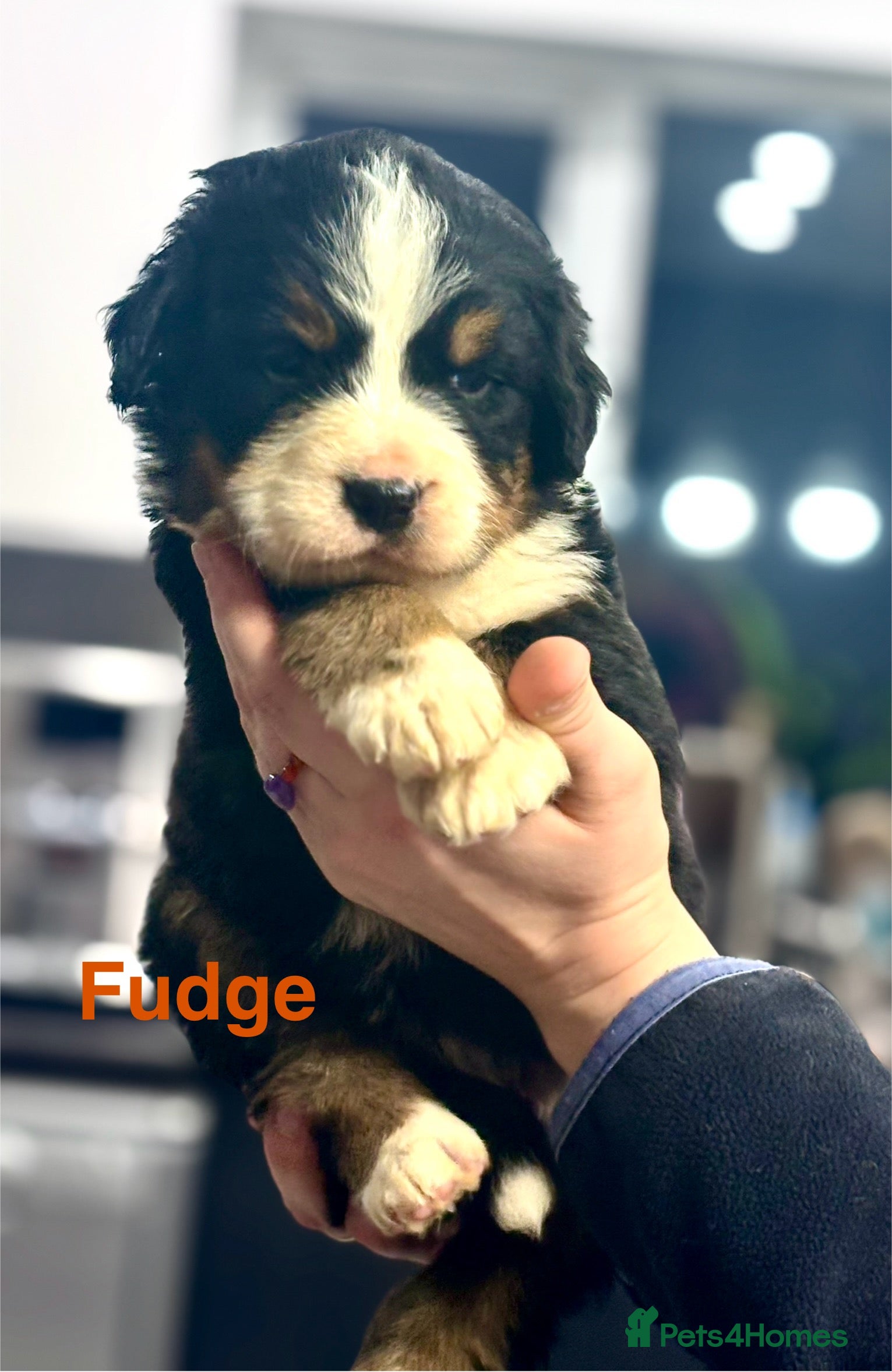 Bernese Mountain Dog dogs BMD Puppies JUST GIRL– Ready Just Before 25/12    - Advert 1