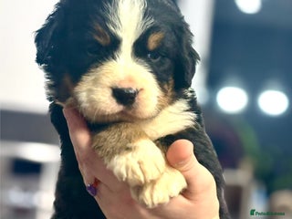 Bernese Mountain Dog dogs BMD Puppies JUST GIRL– Ready Just Before 25/12 - Advert 9
