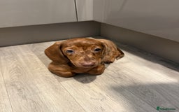 Mixed Breed dogs for sale: Beautiful chilled 3/4 Dacshund puppy - Image 1