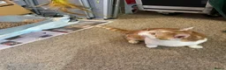Mixed Breed cats for adoption: Tommy, handsome ginger boy in need of new home - Advert 8