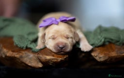 Labrador Retriever dogs for sale: Chunky KC Registered Labrador puppies - Image 8