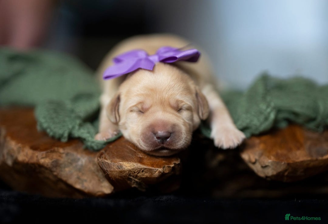 Labrador Retriever dogs for sale: Chunky KC Registered Labrador puppies - Image 8