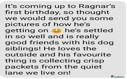 Maine Coon cats for sale: HIGH SILVER EHITE  GIRL ✨TICA REG BREEDER - Image 24