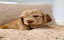 Cocker Spaniel dogs for sale: KC Registered Show Cocker Spaniel Puppies  - Image 6