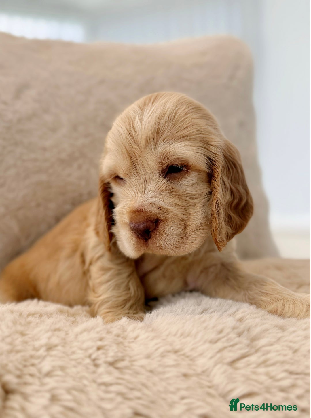 Cocker Spaniel dogs for sale: KC Registered Show Cocker Spaniel Puppies  - Image 6