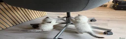 Ragdoll cats for sale: Beautiful Ragdoll x Bengal kittens - Advert 24
