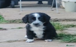 Mixed Breed dogs for sale: Sprockerdor Pups lab x Sprockerdor - Image 6