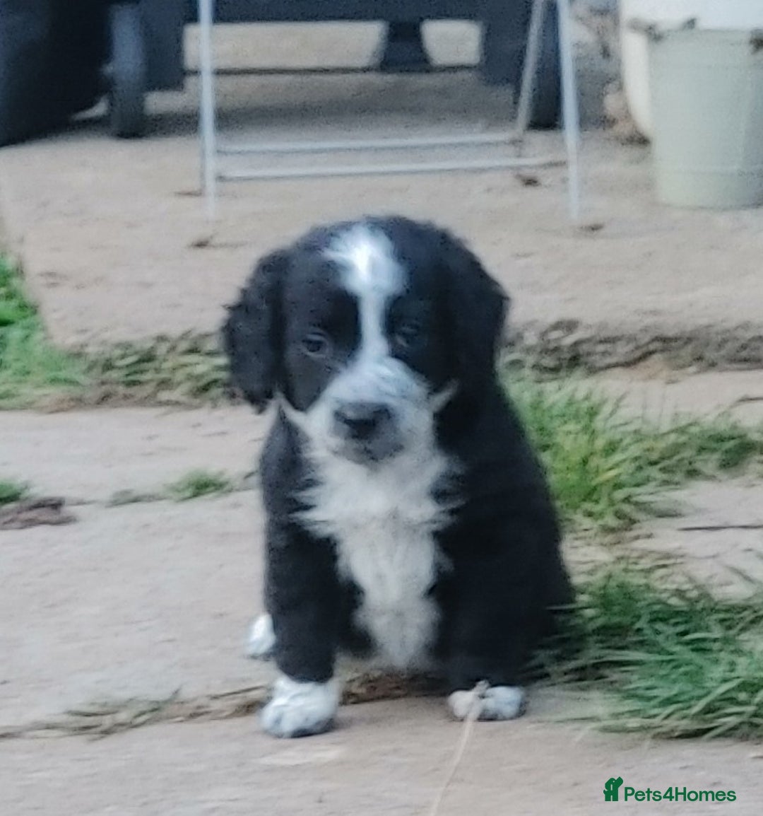 Mixed Breed dogs for sale: Sprockerdor Pups lab x Sprockerdor - Image 6