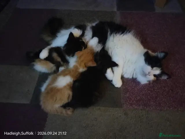 Norwegian Forest Cat cats for sale: OUTGOING FLUFFY DOG & HOOVER PROOF NORWEGIAN X - Advert 6