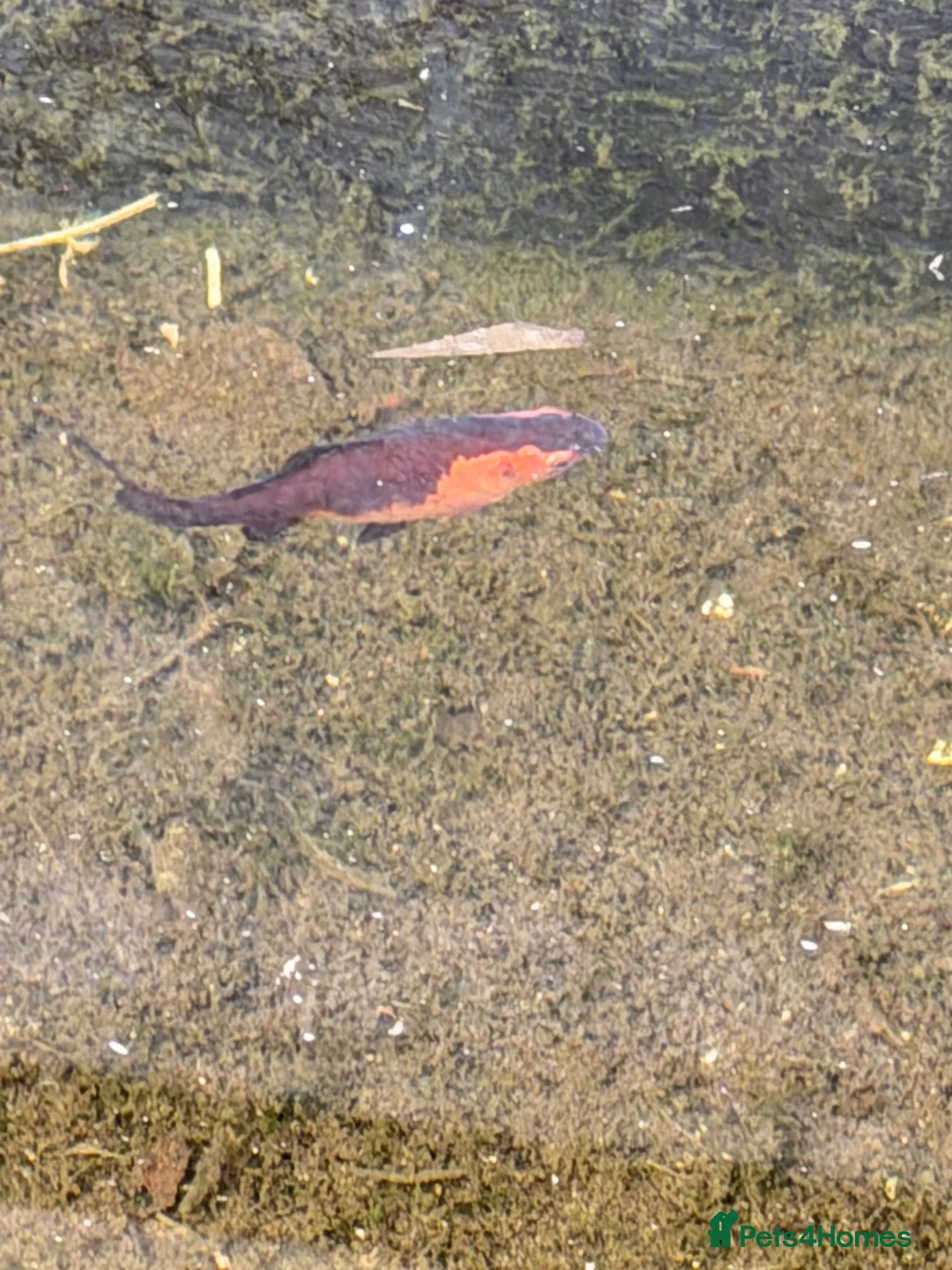 Goldfish fish for sale: 2 goldfish  in Nottingham - Advert 2