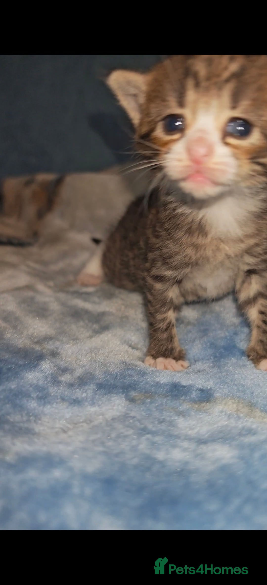 Mixed Breed cats for sale: Beautiful kittens  - Advert 25