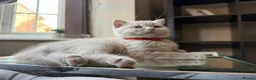 British Shorthair cats for sale: Beautiful lilac British short hair kittens - Advert 21