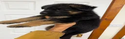 German Shepherd dogs for sale: QUALITY GERMAN SHEPHERD LONG HAIR PUPPIES  - Advert 12