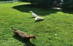Ducks poultry for sale: 2X Female Indian Runner Ducks + Home - Image 3