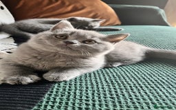 British Shorthair cats for sale: Kind Souls Fluffy Coats British Shorthair Kittens - Image 11