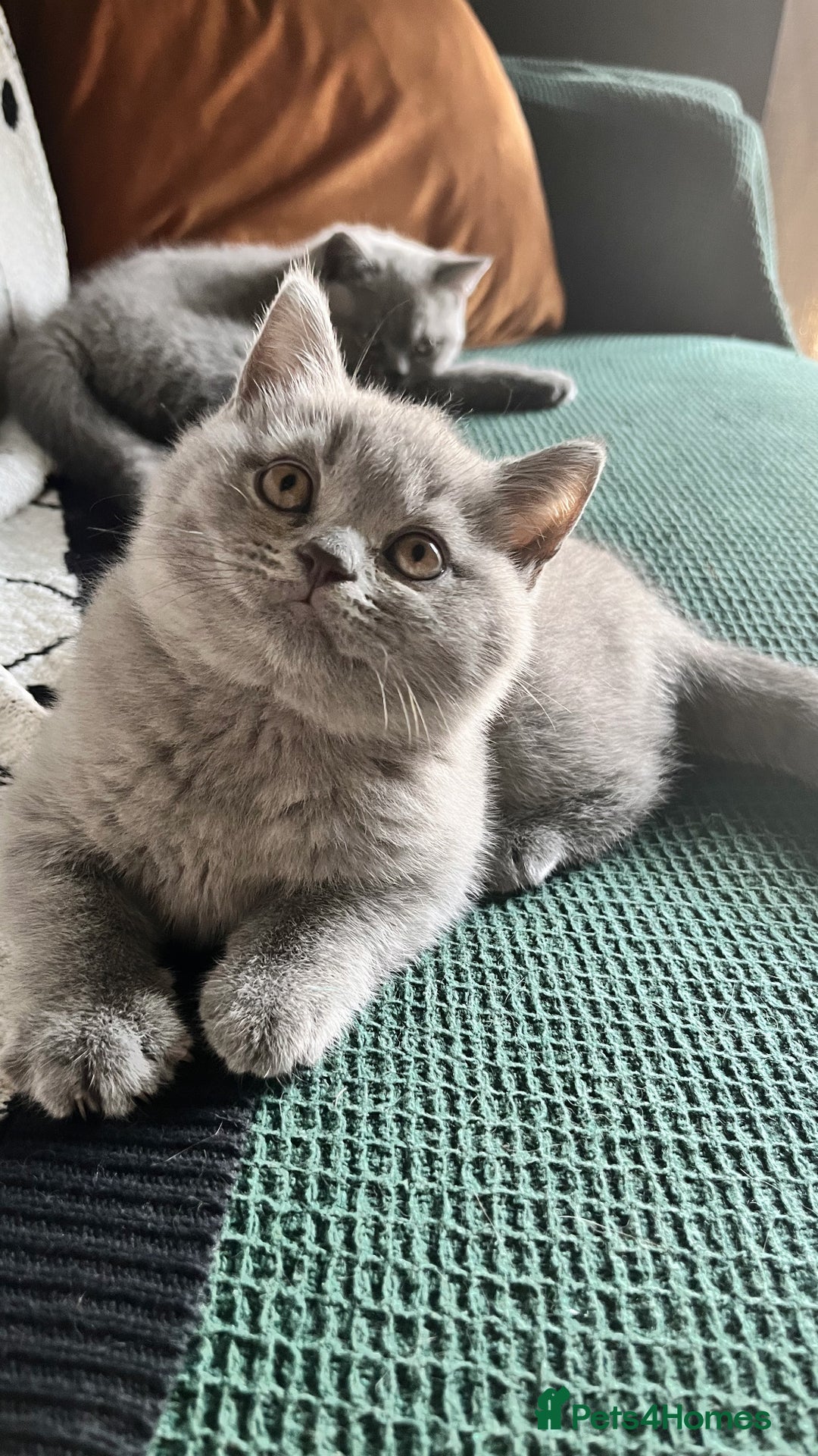 British Shorthair cats for sale: Kind Souls Fluffy Coats British Shorthair Kittens - Image 11