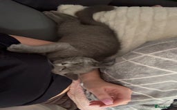 British Shorthair cats for sale: Meet stitch!  - Image 2