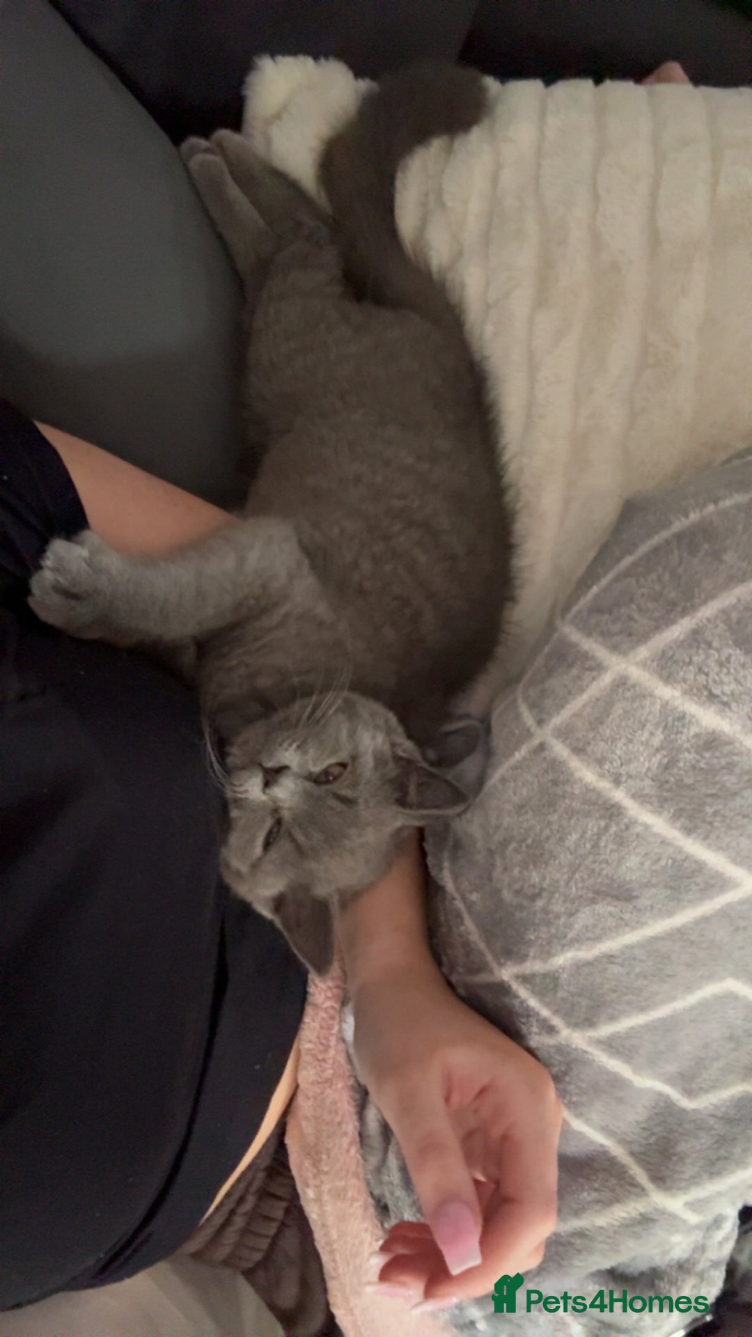 British Shorthair cats for sale: Meet stitch!  - Image 2