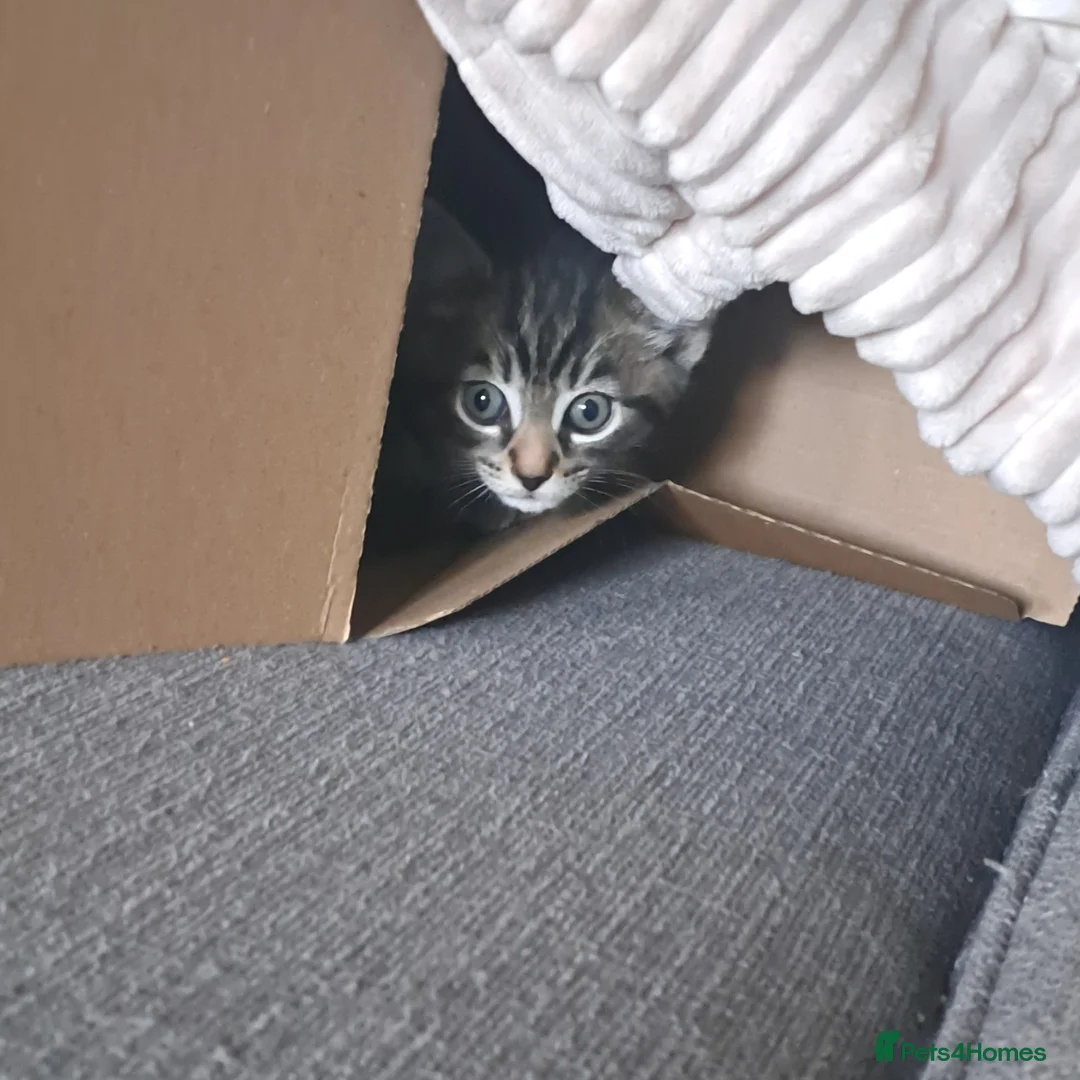Mixed Breed cats for sale: Tabby x Maincoon kittens in Northampton - Advert 18