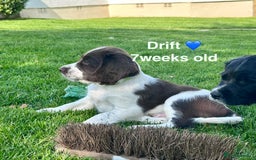 English Springer Spaniel dogs for sale: Springer Spaniels - Image 13