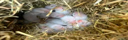Ferret rodents for sale: Ferret kits ready to leave now - Advert 17