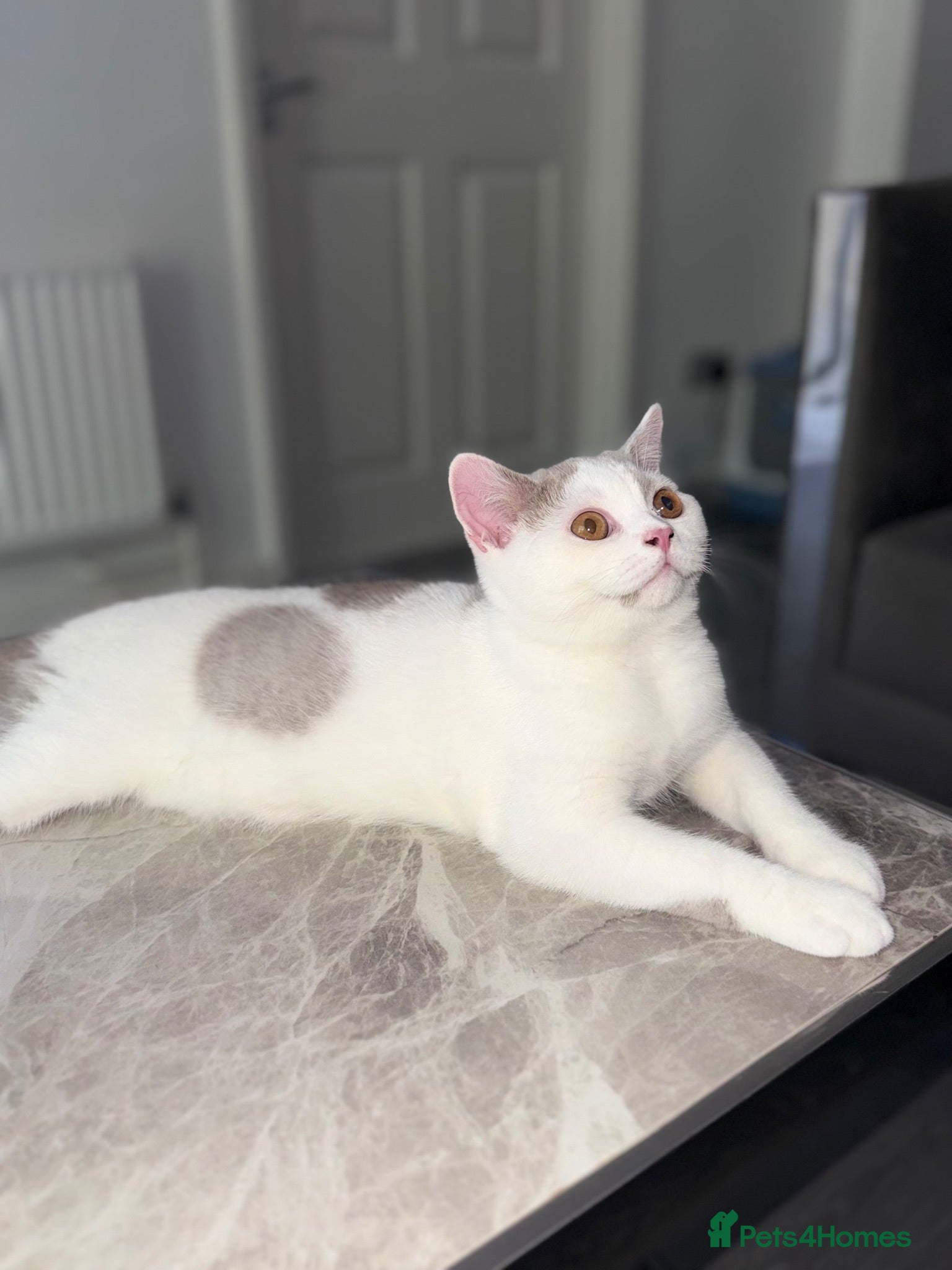 British Shorthair cats British shorthair kitten - Advert 6