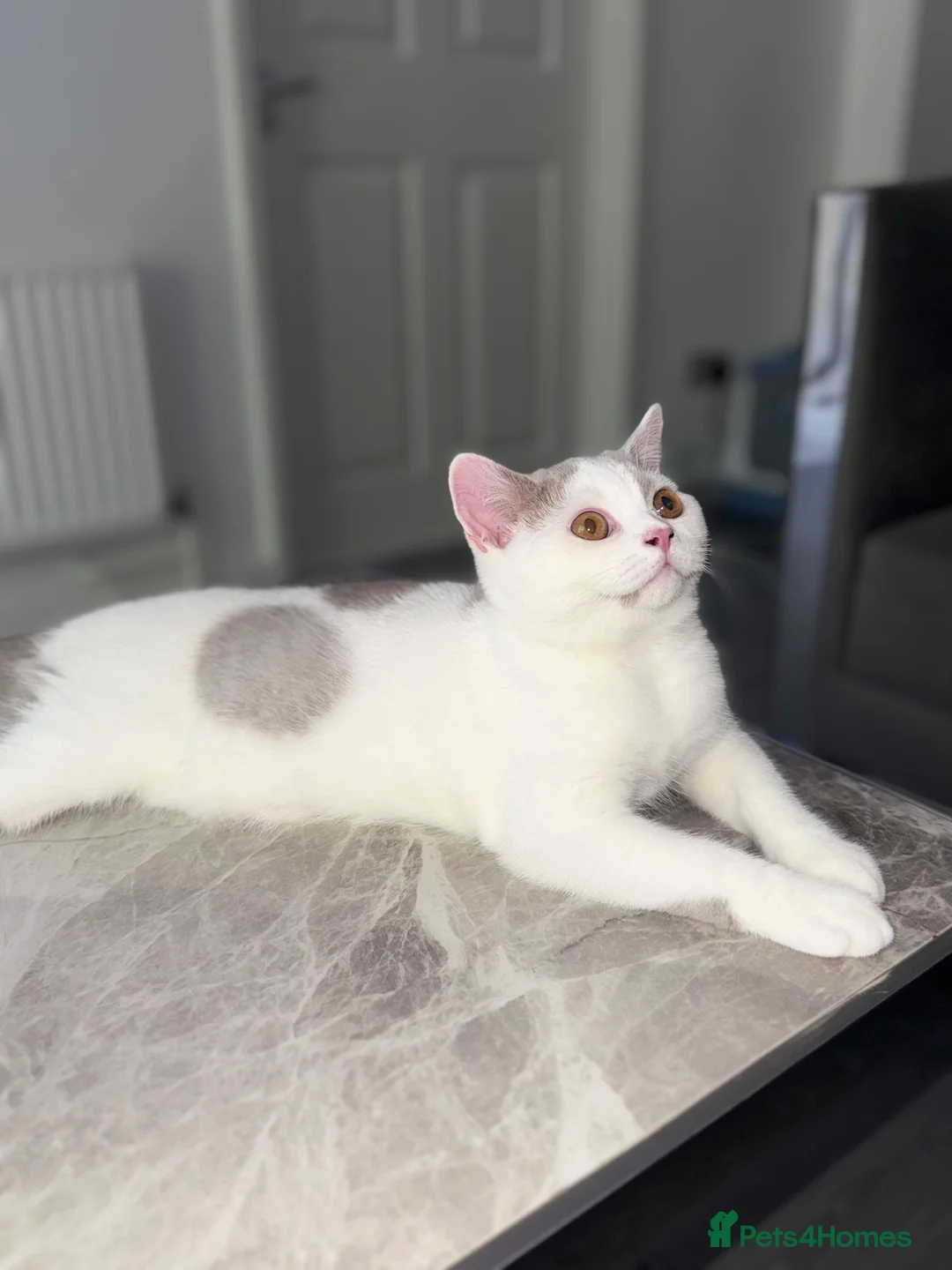 British Shorthair cats for sale: British shorthair kitten - Advert 1