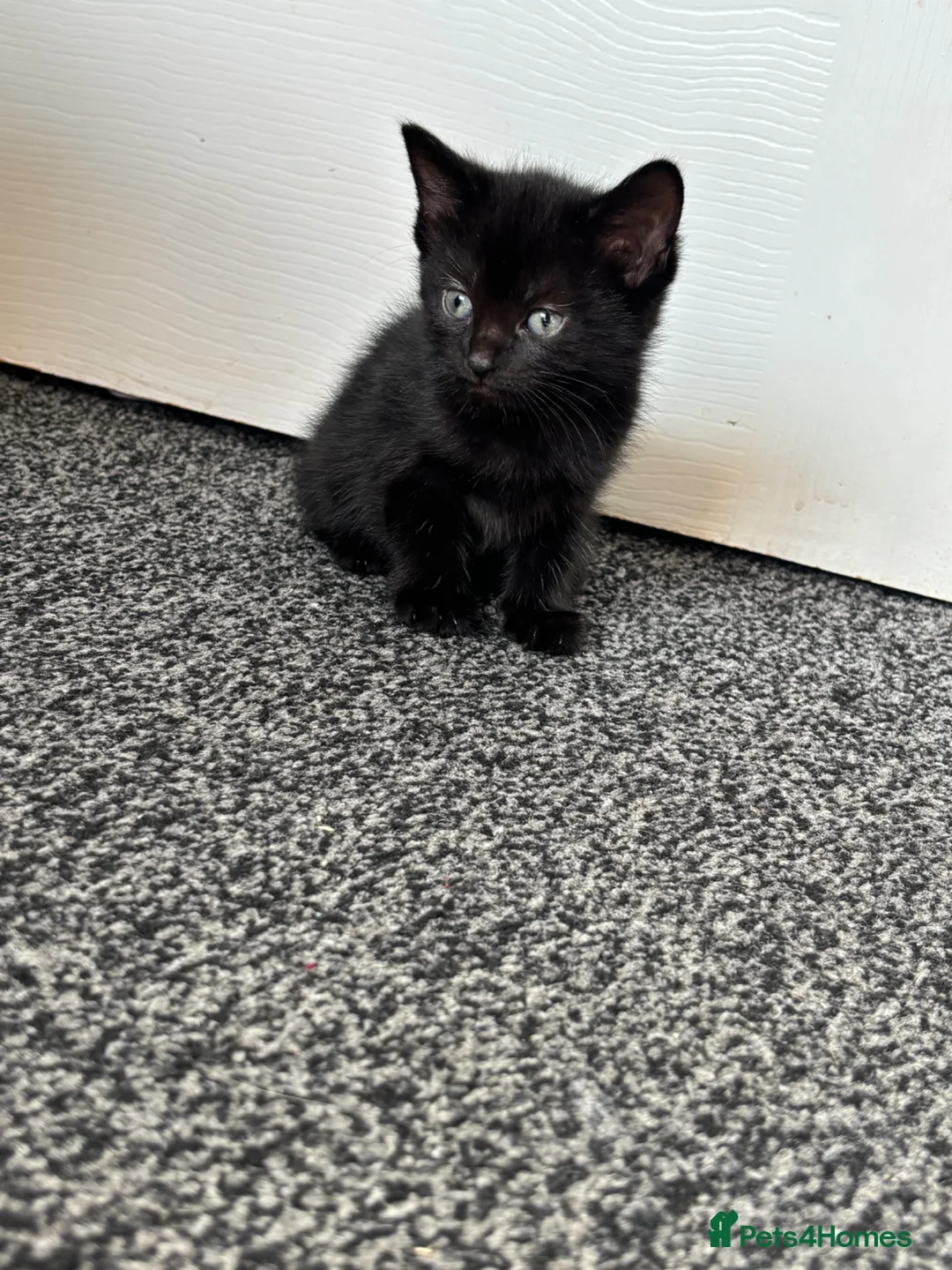 Bombay cats for sale: Bombay mix kittens  - Advert 2