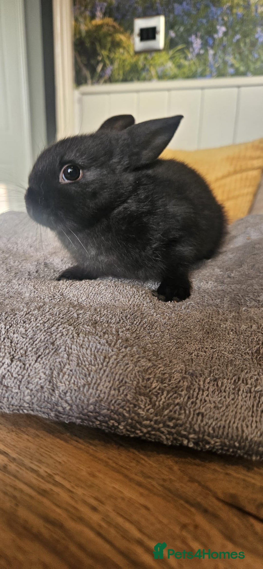 Mixed Breed rabbits for sale: Baby bunnies for sale - Image 3