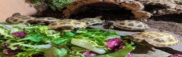 Tortoise reptiles for sale: Horsefield Tortoise babies - Advert 2