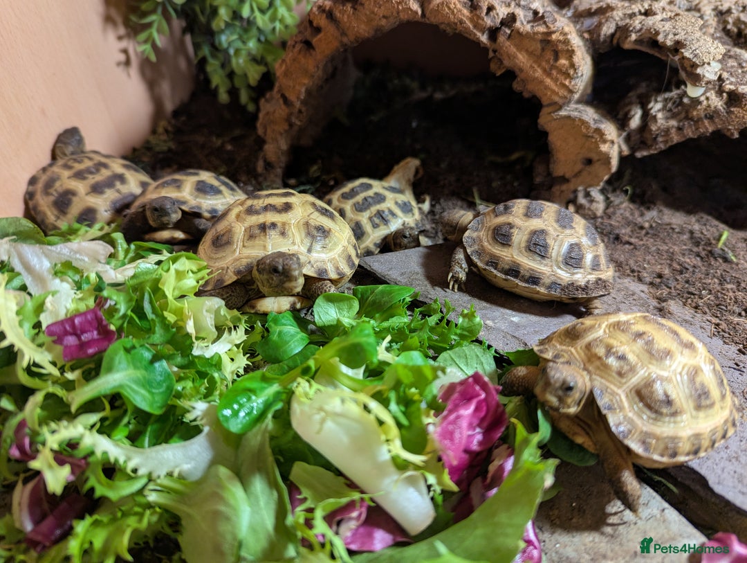 Tortoise reptiles for sale: Horsefield Tortoise babies - Advert 2