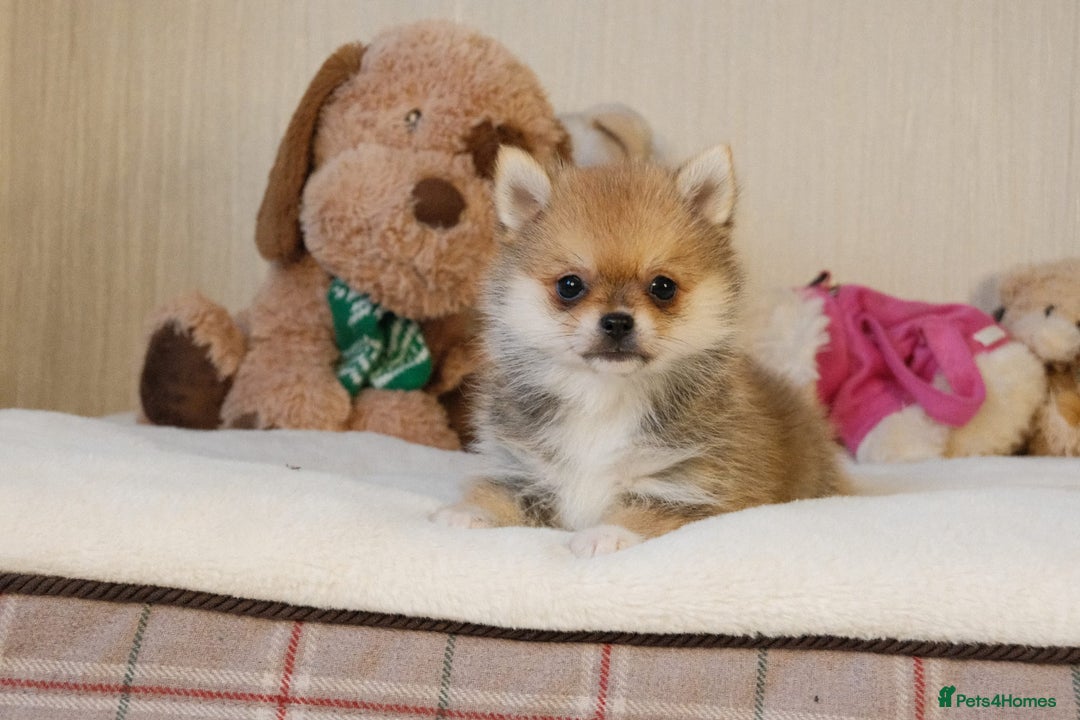Pomsky dogs for sale: 5 tiny toy pomsky pups - Image 3