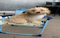 Cockapoo dogs for sale: Are lovley cockerpoo gypsy  - Image 1