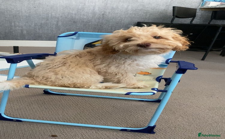 Cockapoo dogs - Advert 14