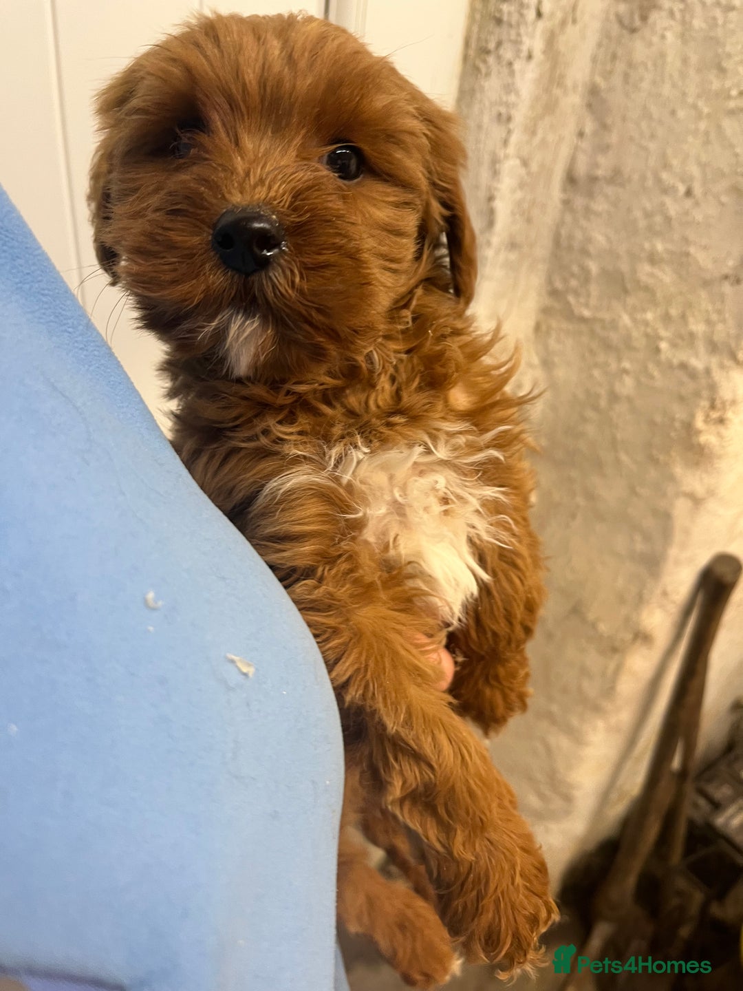 Labradoodle dogs for sale: Gorgeous Health Checked Labradoodle Puppies - Advert 22